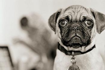 Pug Puppy