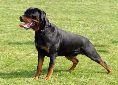 Rottweiler Guard Dog Training