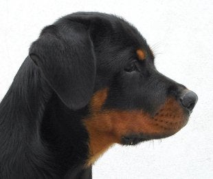 rottweiler puppy