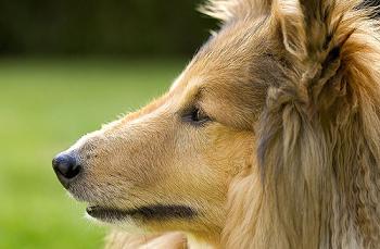 Sheltie Puppies