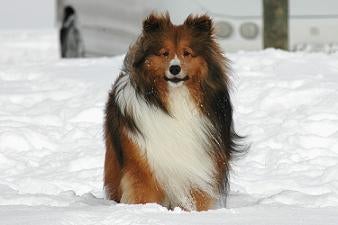 sheltie training