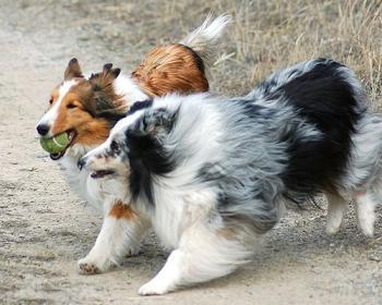 ShetlandSheepdogTraining