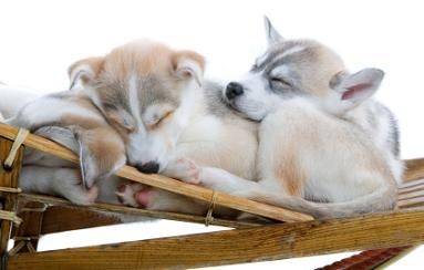 Siberian Husky Pictures