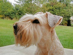 soft coated wheaten terrier