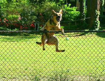 how do i keep my dog from climbing the fence