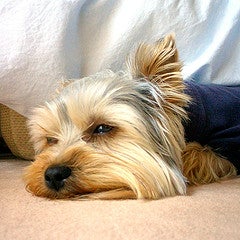 Yorkshire Terrier Puppy