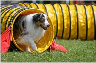 dog agility tunnel