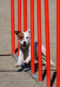 dog agility weave poles