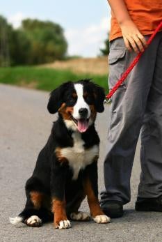 bernese puppies for sale