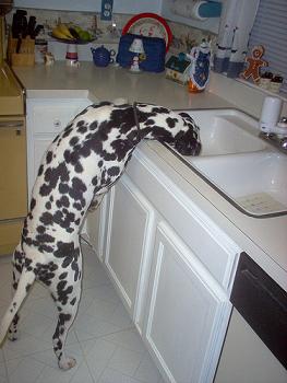 counter surfing dog