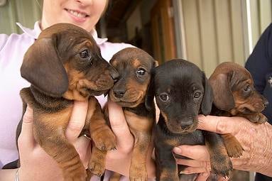 dachshund puppy