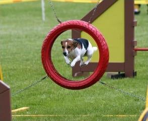 dog agility classes