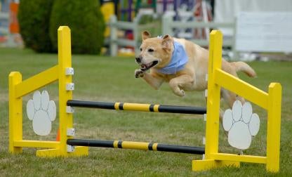 dog agility class