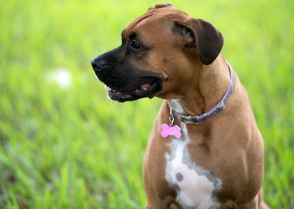 dog-training-news