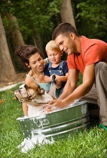 pet grooming at home