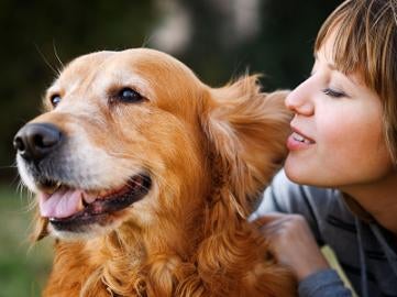 first aid kit for dogs