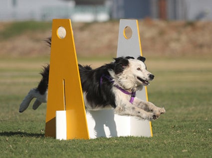 flyball training near me