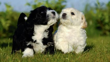 show me havanese puppies