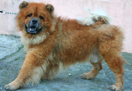 rough chow chow