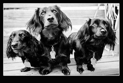 long hair dachshund