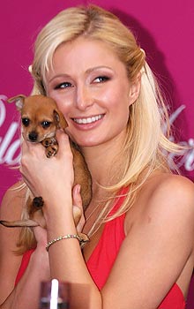 paris hilton chihuahua tinkerbell