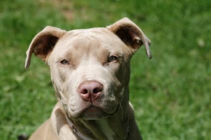 Pit Bull Terrier Pictures