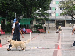 teaching a dog to heel