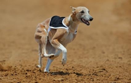 Whippet training